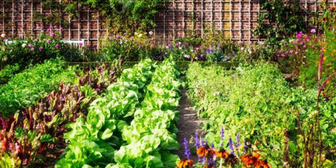 Lunární zahradník a zahradní kalendář na 2021 srpna: nejvhodnější dny